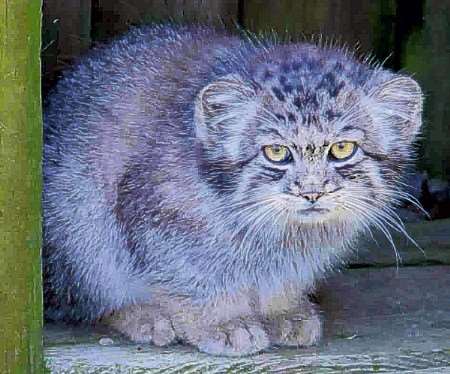 Settling in: The young pallas cat at Howletts