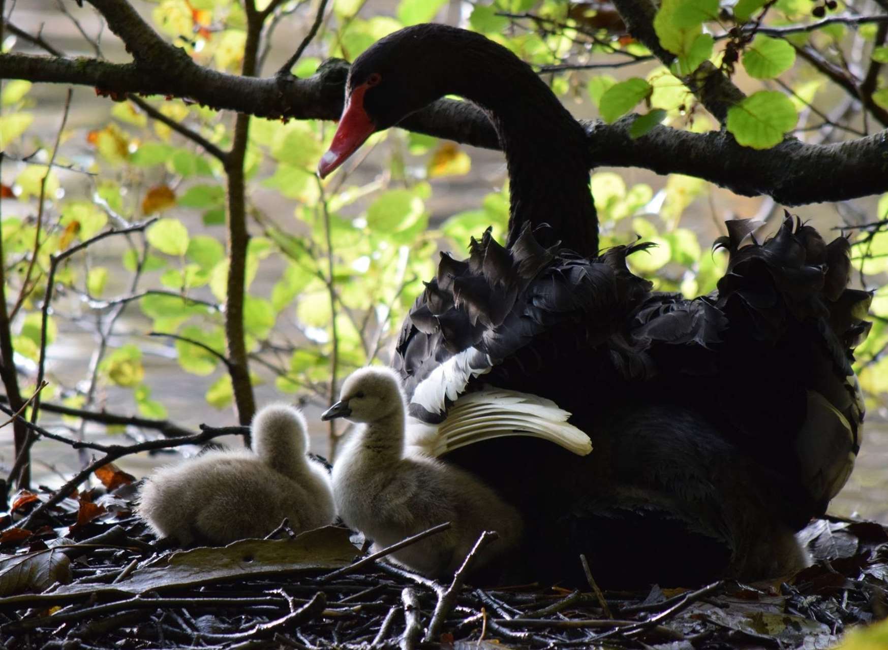 Black swan cygnets at Leeds Castle