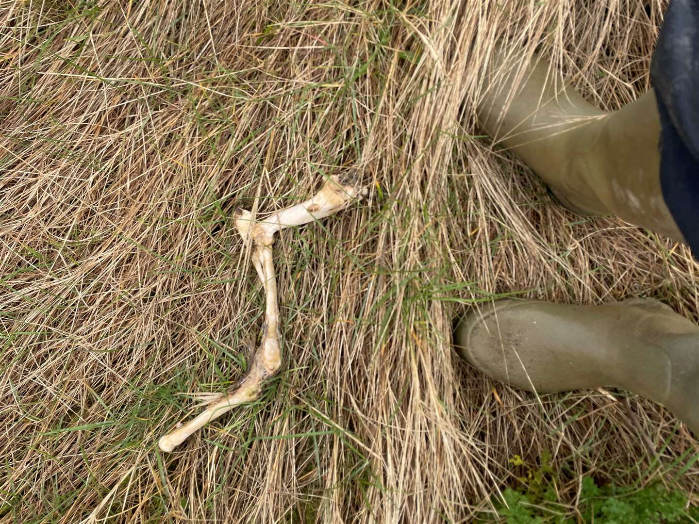 The carcass was found in Sandwich Bay which is home to Kent’s largest colony of seals. Picture: Paul Frost