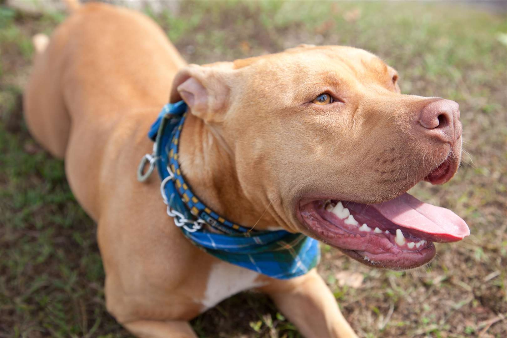 beautiful brown pitbull or mastiff dog, wearing a tartan scarf. (2681908)