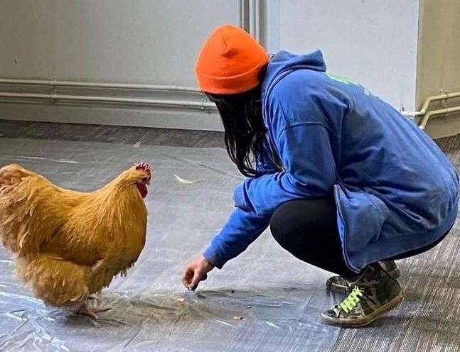 Amey James with a chicken at Happy Pants Ranch. Picture: Happy Pants Ranch, Facebook