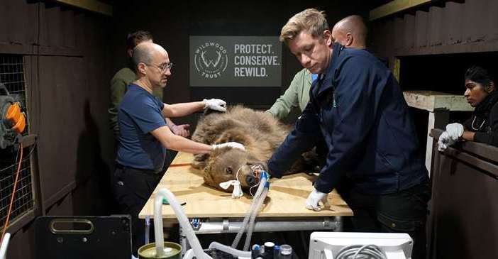 Two-year-old Boki on the operating table in Canterbury. Picture: Gareth Fuller/PA