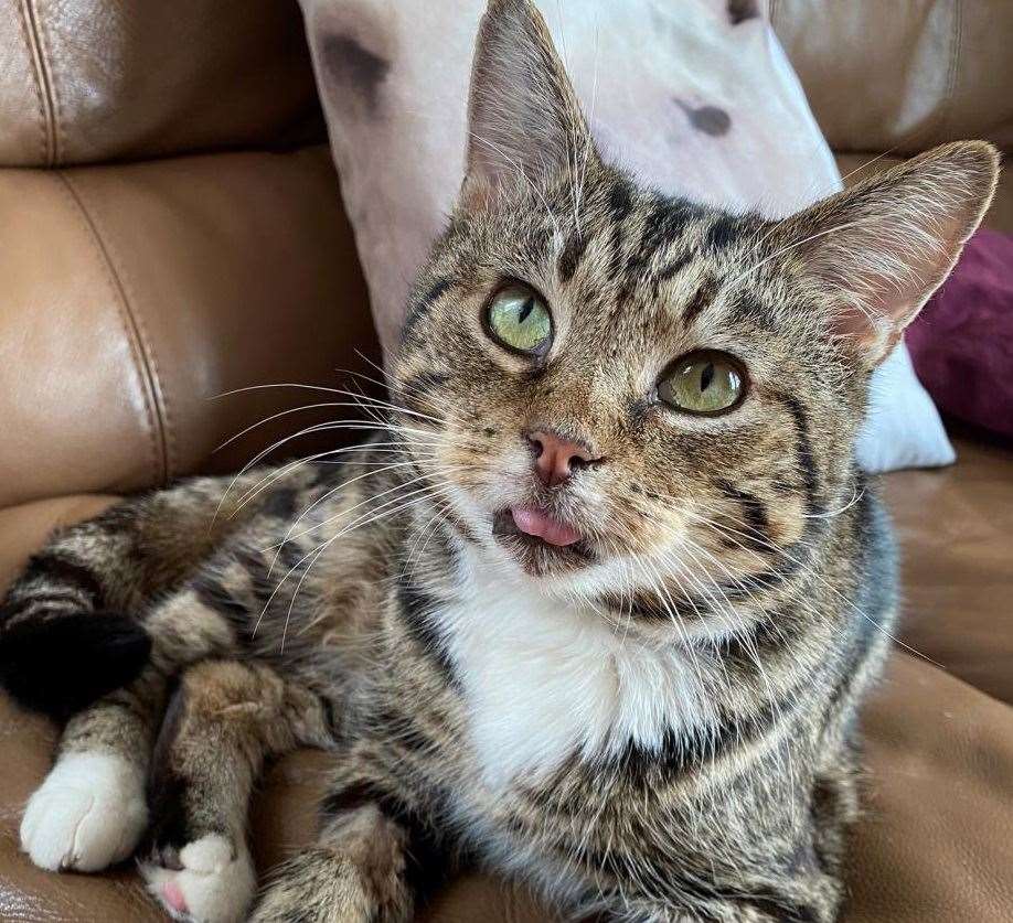 Stanley, the seven-year-old toothless cat found in an alley in Sheerness. Picture: Cats Protection