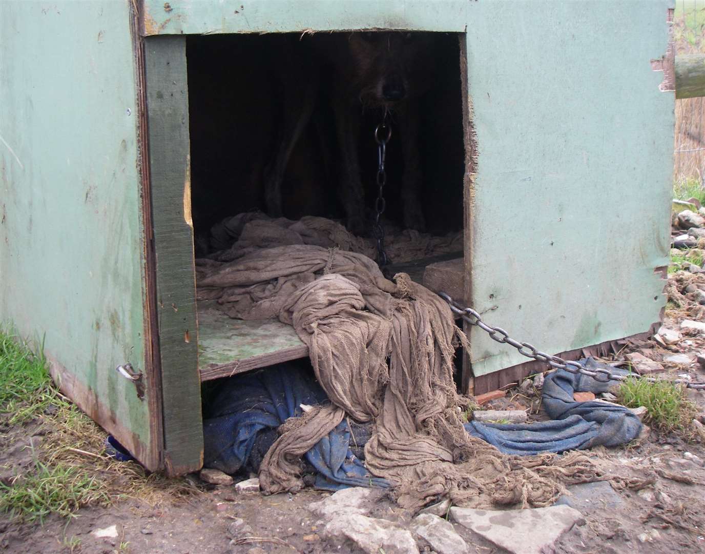 Animals were kept outside, tethered to their kennels. Picture: RSPCA