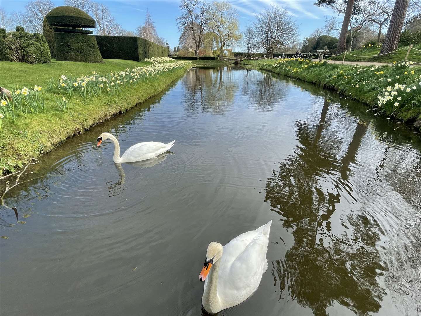 Daffodils either side of the outer moat. Picture: Vikki Rimmer