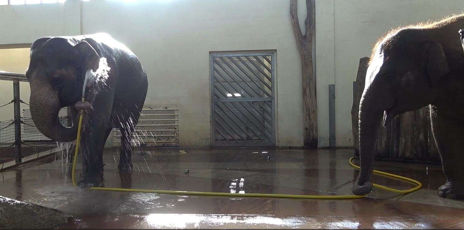 Anchali, right, attempting to ‘sabotage’ Mary’s shower time (Urban et al/Current Biology/PA)