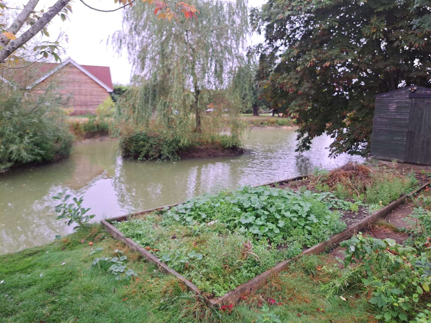 Steve Hann's neighbour's pond