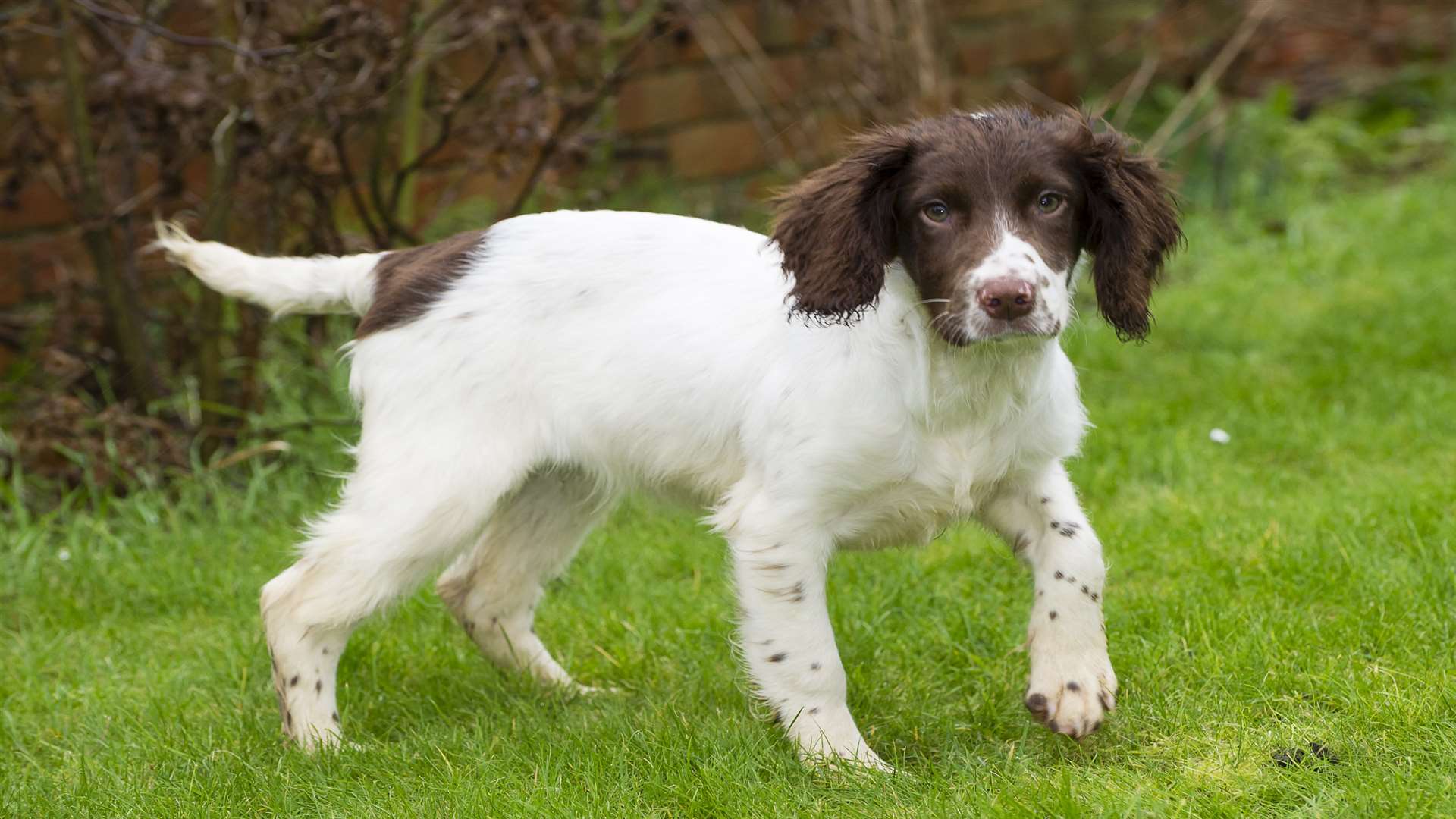 Lucy is back to her "cheeky self" says owner Leigh