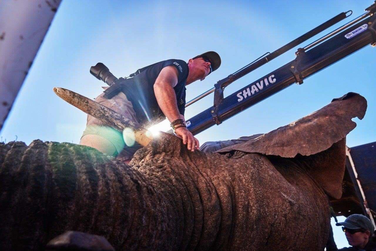 Once sedated he was loaded onto the transport and into his travel crate under the watchful eyes of the team