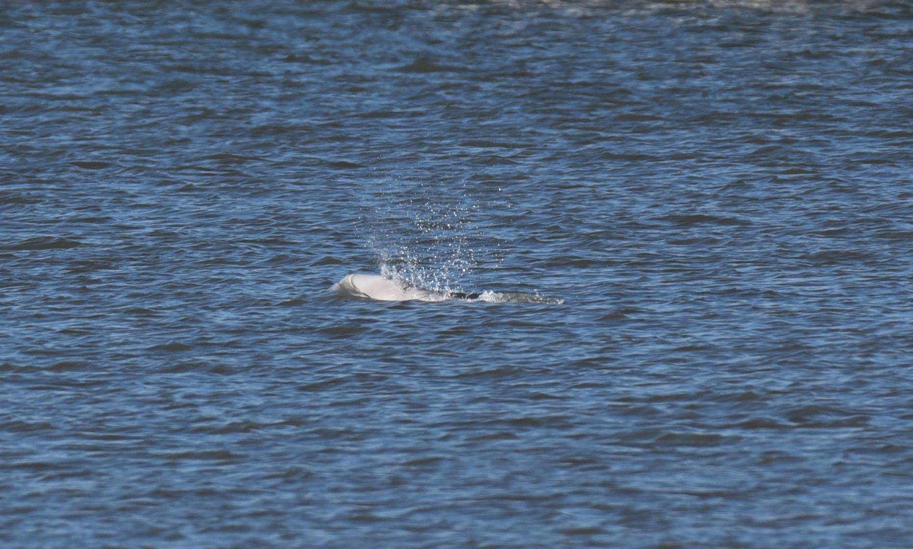 Benny surfaces near Shorne Marshes. Picture: Fraser Gray (4909813)