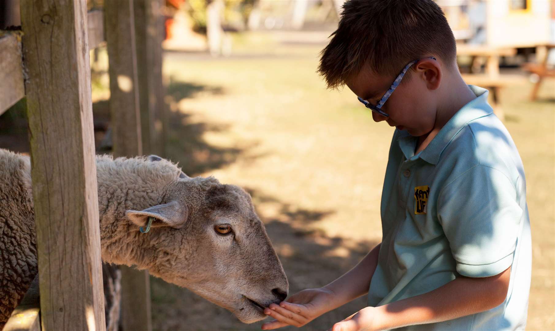 Meet, and even feed, the animals at Kent Life. Picture: Kent Life Heritage Farm