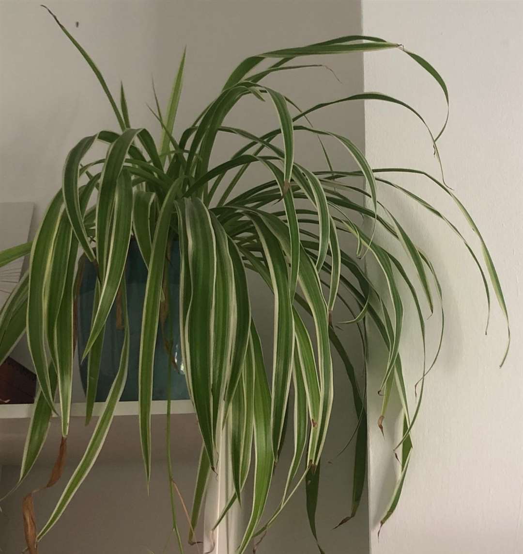 Spider plants like a bit of space (Tess de la Mare/PA)