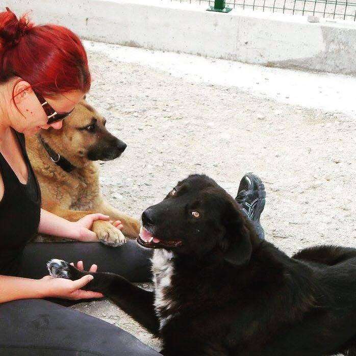 Miss Walsh at the end of one of her trips to Bulgaria, saying goodbye to some of the rescue dogs