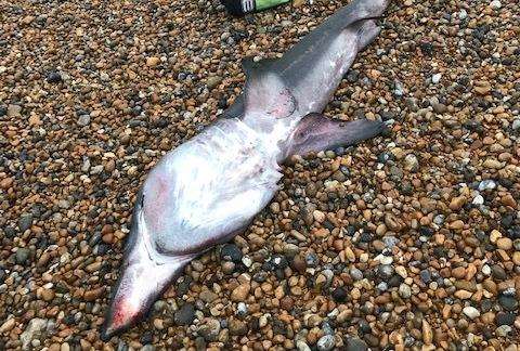 The body at Deal Beach. Picture: Paul Shadbolt