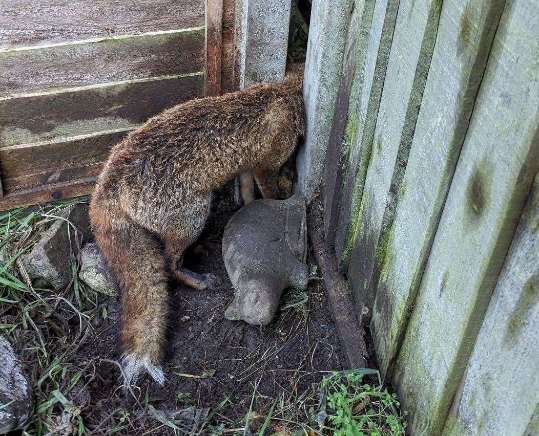 A fox got its head stuck in a garden fence panel in Swanley. Picture: RSPCA