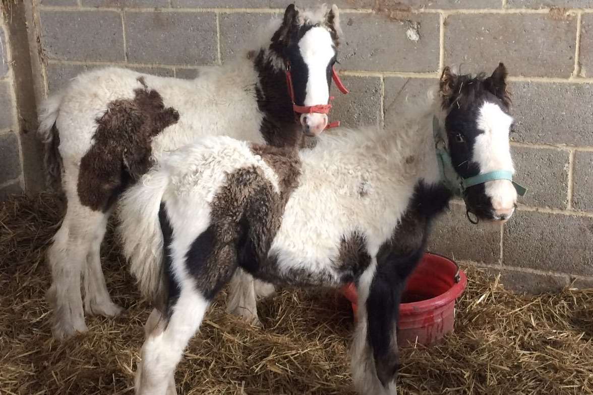 Nova and Ember were just weeks old when they were abandoned