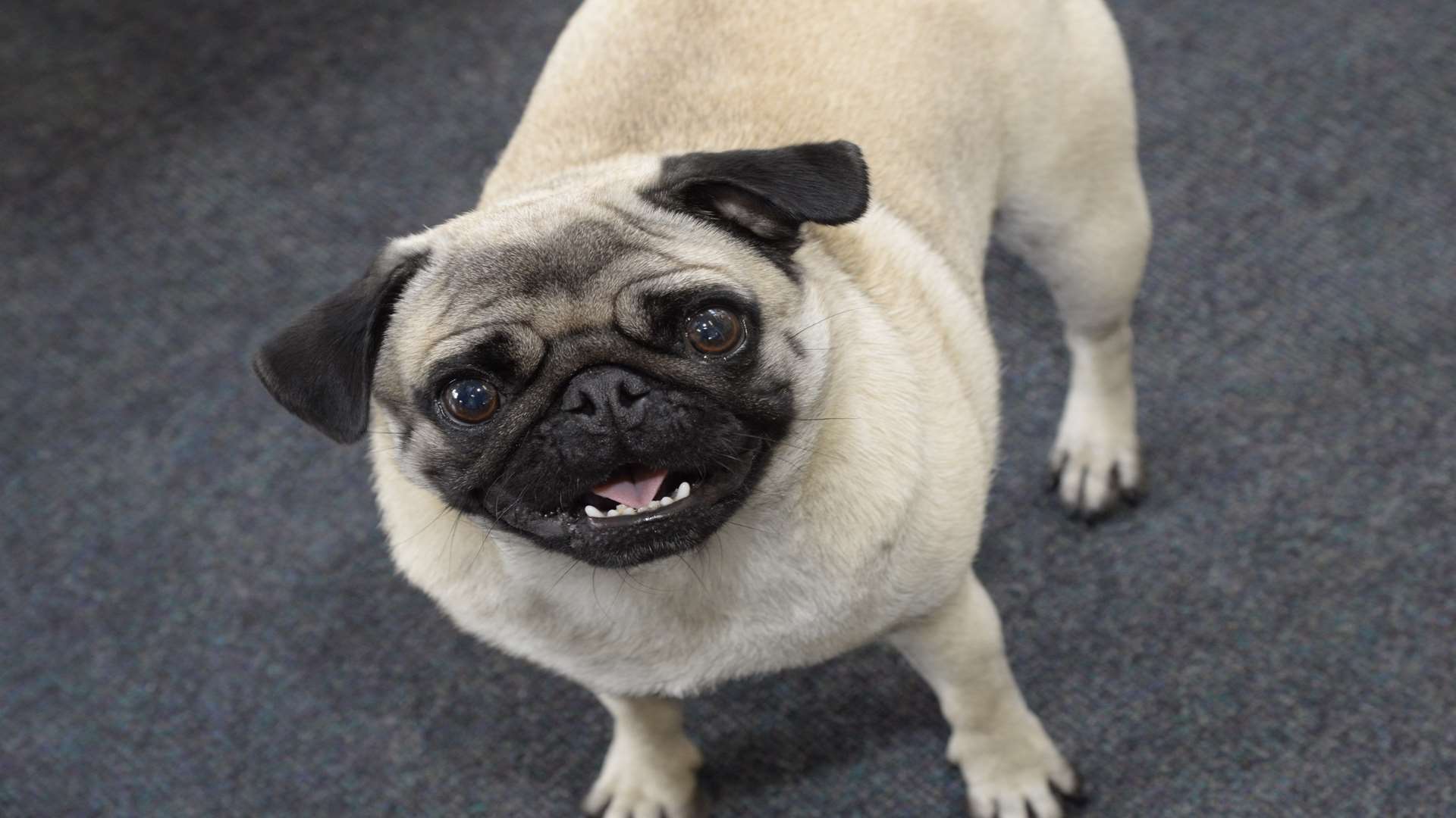 Pug, Honey, is part of the furniture at the gym