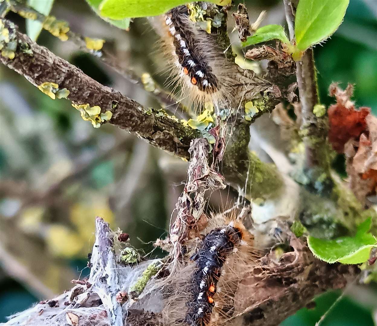 Kent County Council plans to use an insecticide on the Brown Tail Moth caterpillars. Picture: Nik Mitchell