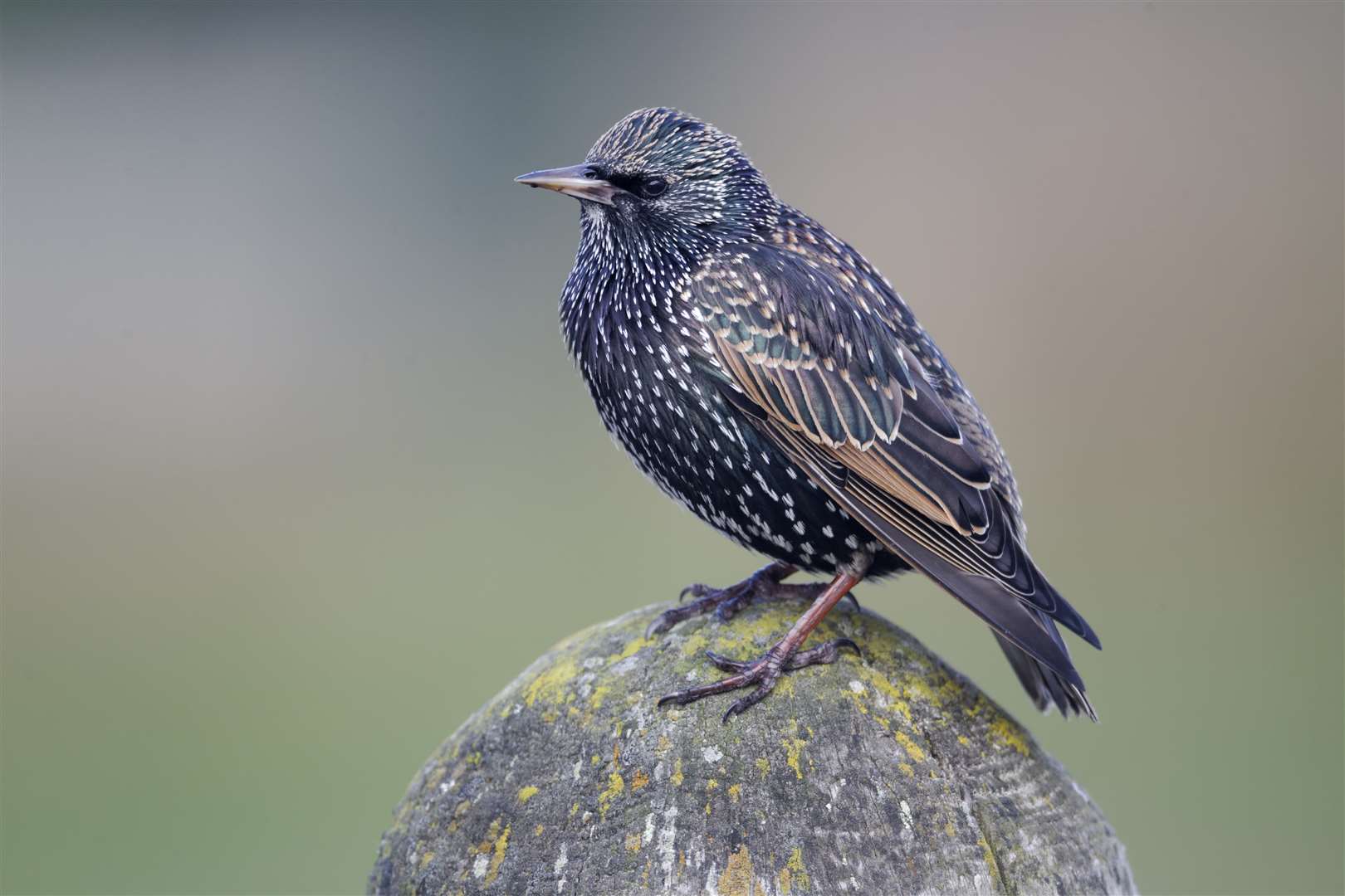 A starling