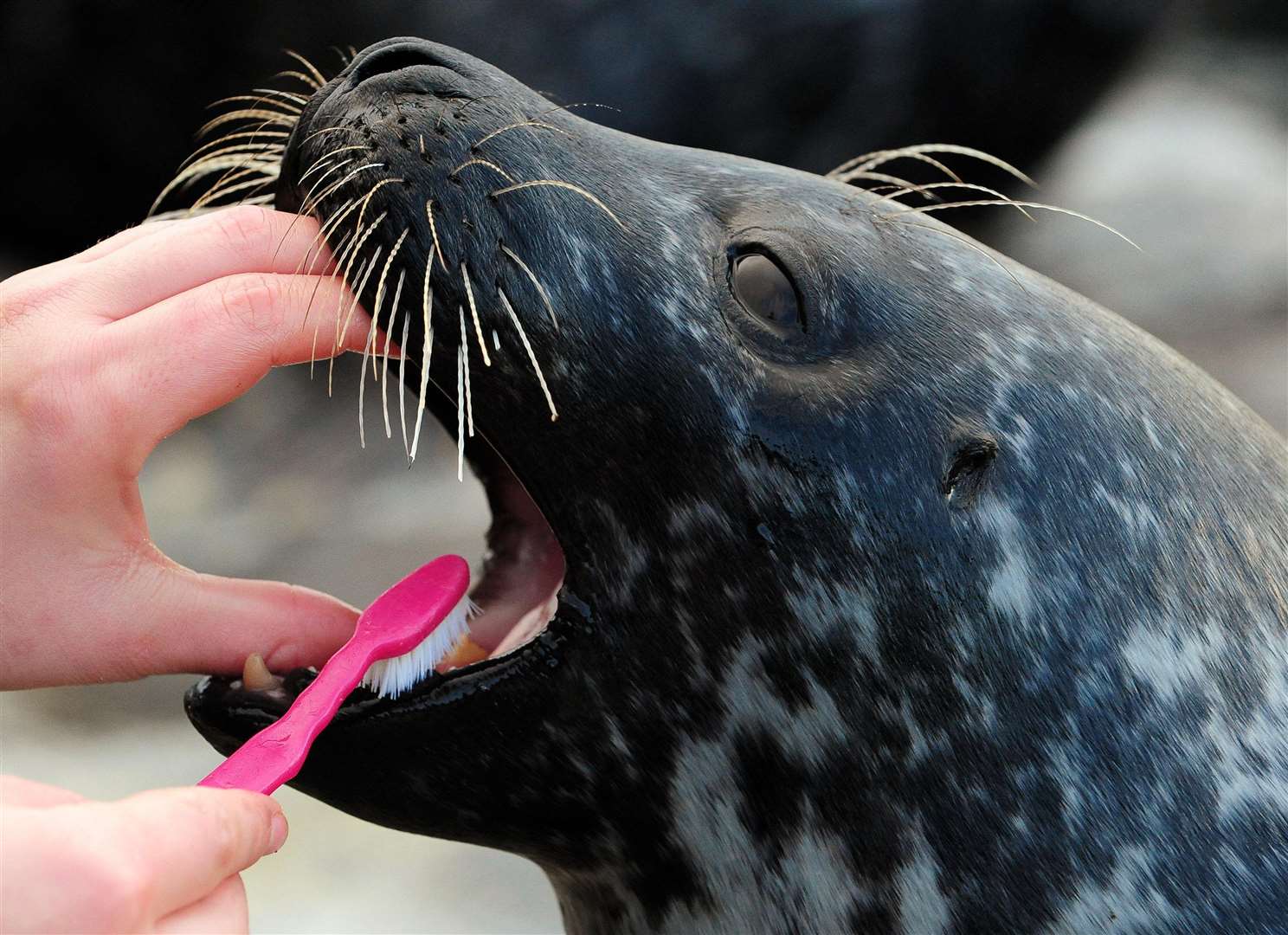 Even Sofus the Harbour Seal knows the benefits of a good brush (Owen Humphreys/PA)