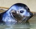 Simon the Seal at Allington Lock. Picture by Tony Thorogood