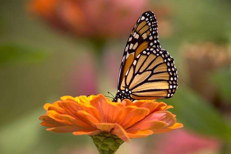 Monarch butterfly