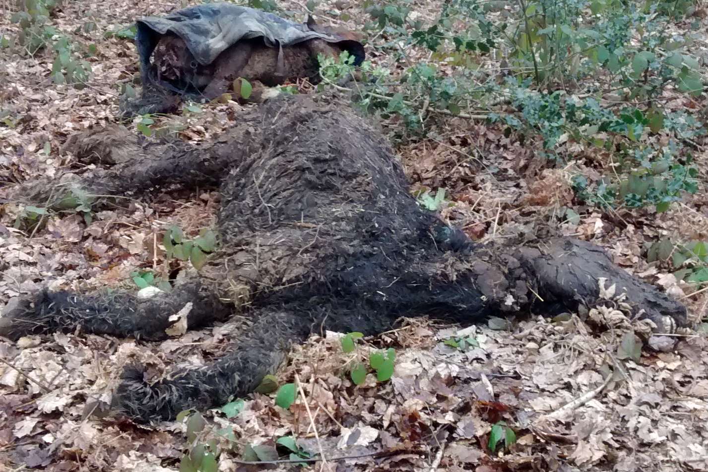 The bodies of two horses found dumped in Beech Road, Kings Hill