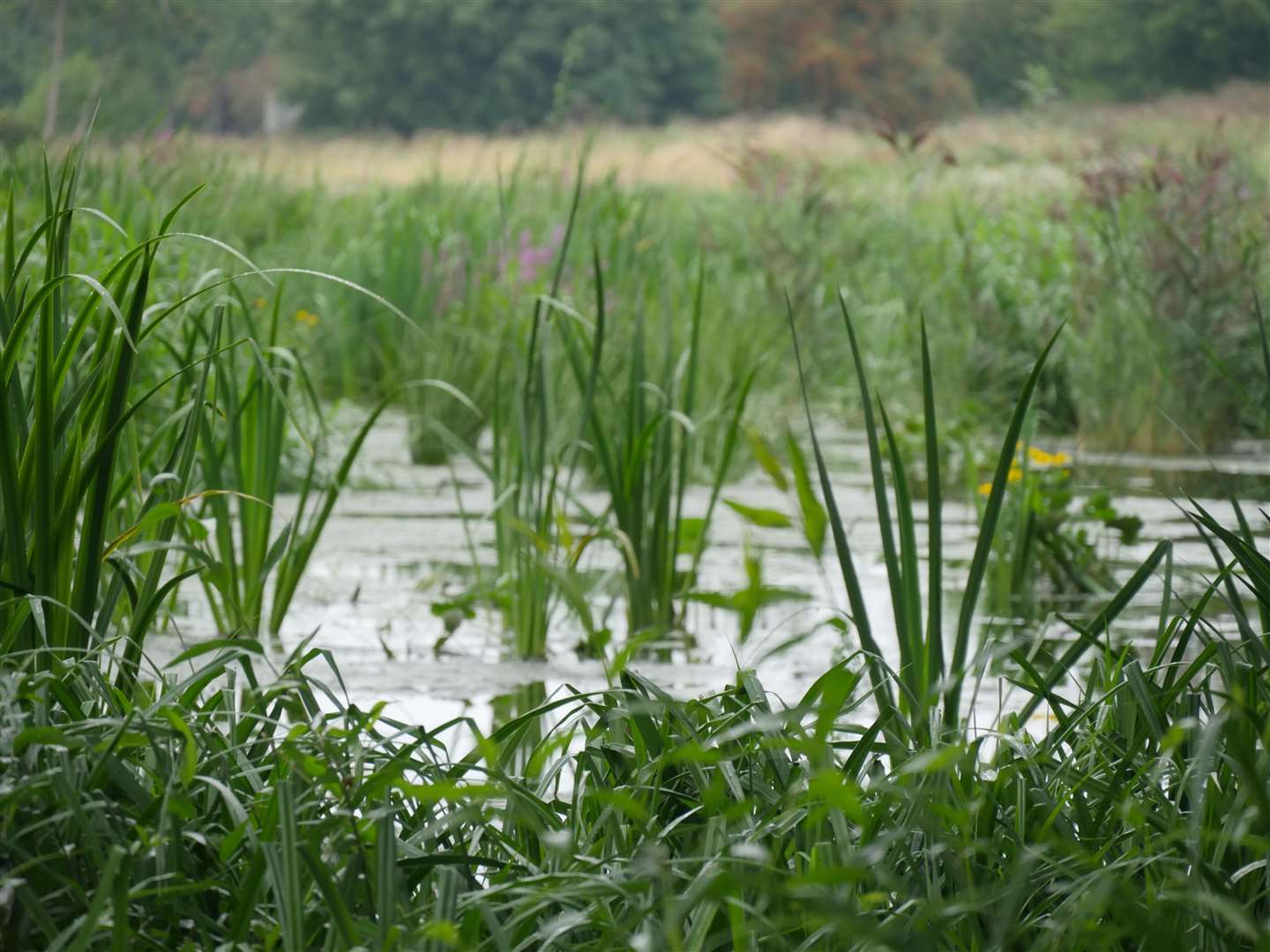 Companies have been told they may be able to release waste water into the environment even if it's not been fully treated