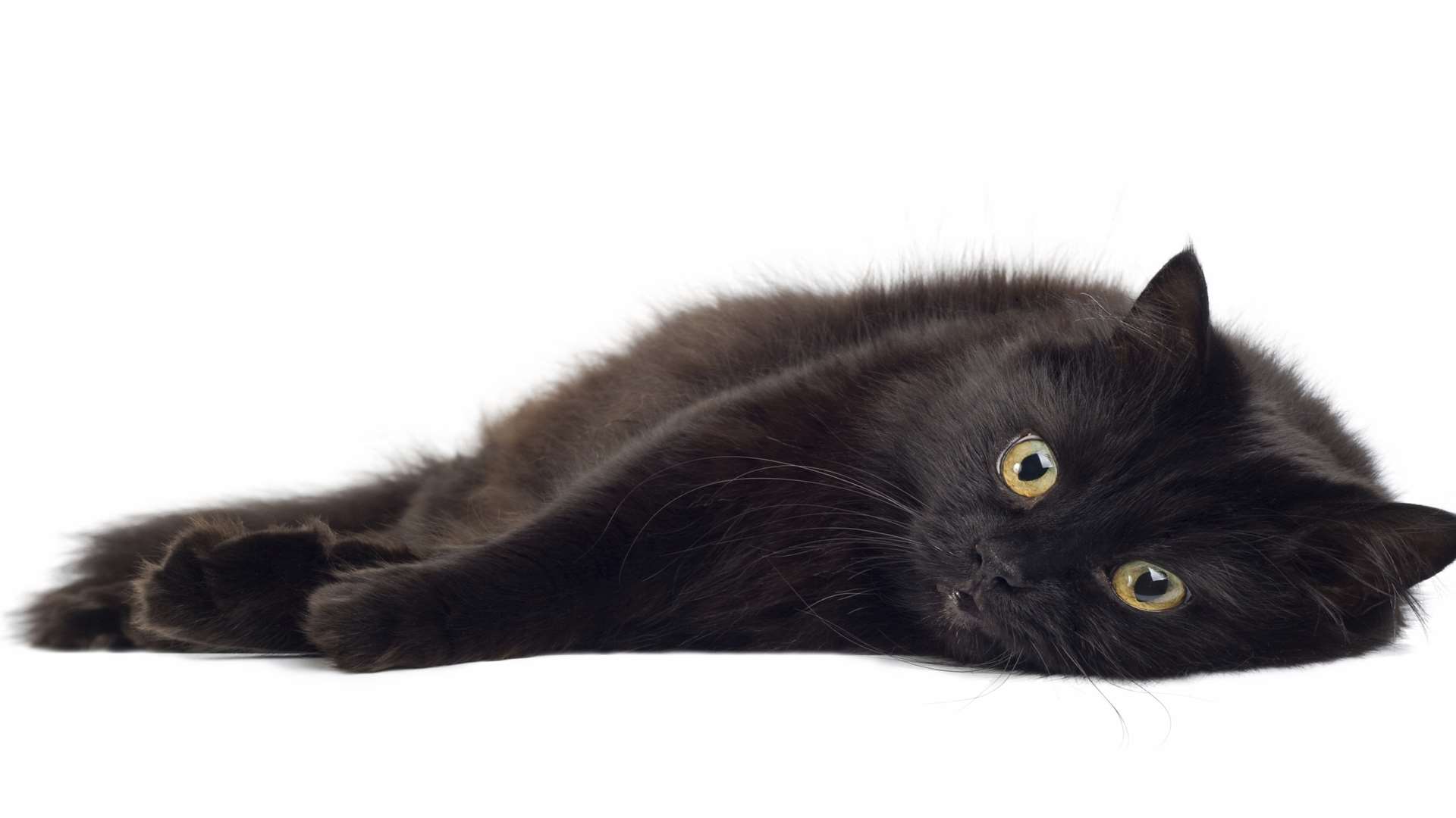 Many black cats are overlooked by prospective owners