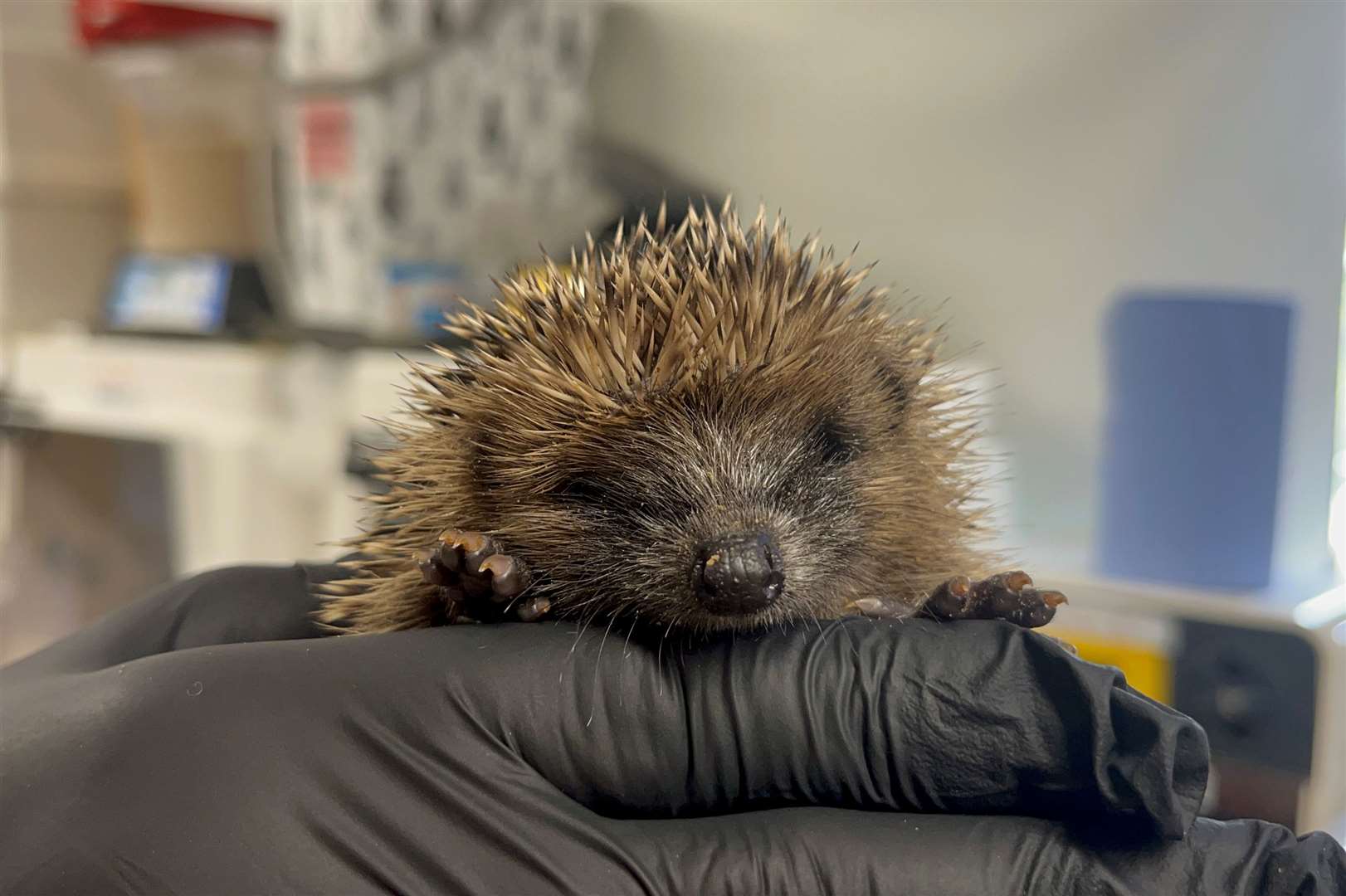 There are about 120 hedgehogs at the rescue at the moment