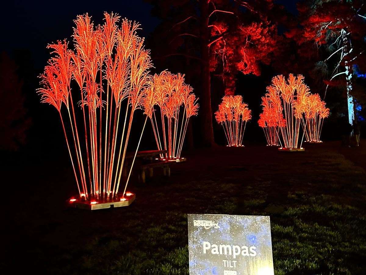 The Pampas display at Bedgebury