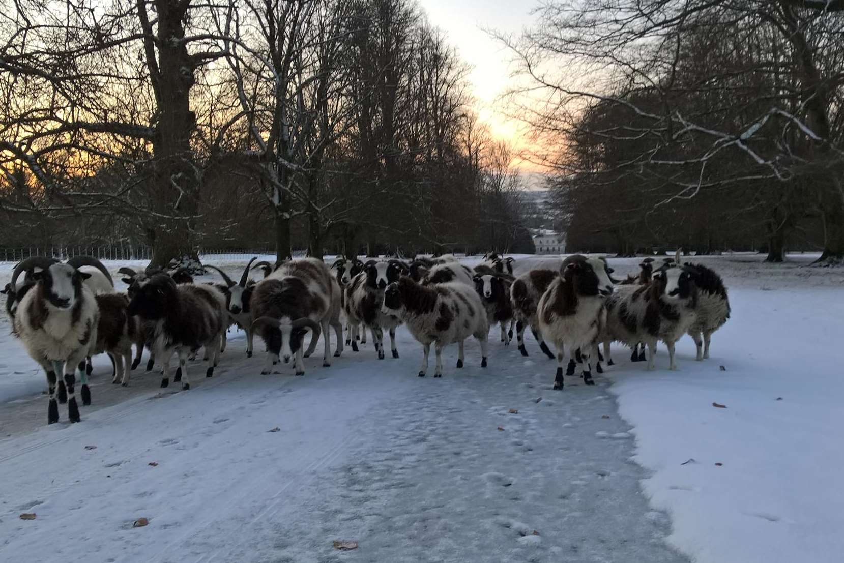 Sheep in Linton. Picture by Martin Gadd