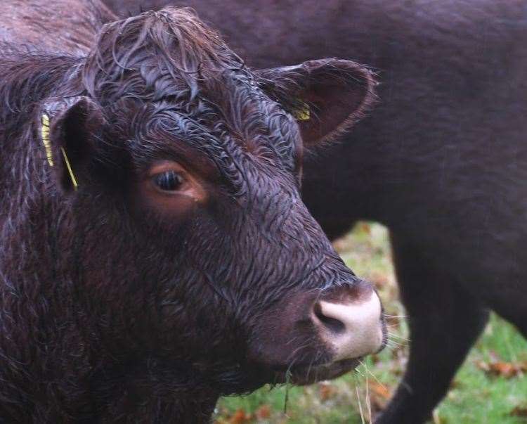 The herd have been returned to “further enhance” the National Trust’s wilder grazing plans for Scotney Castle. Picture: Kent Wildlife Trust