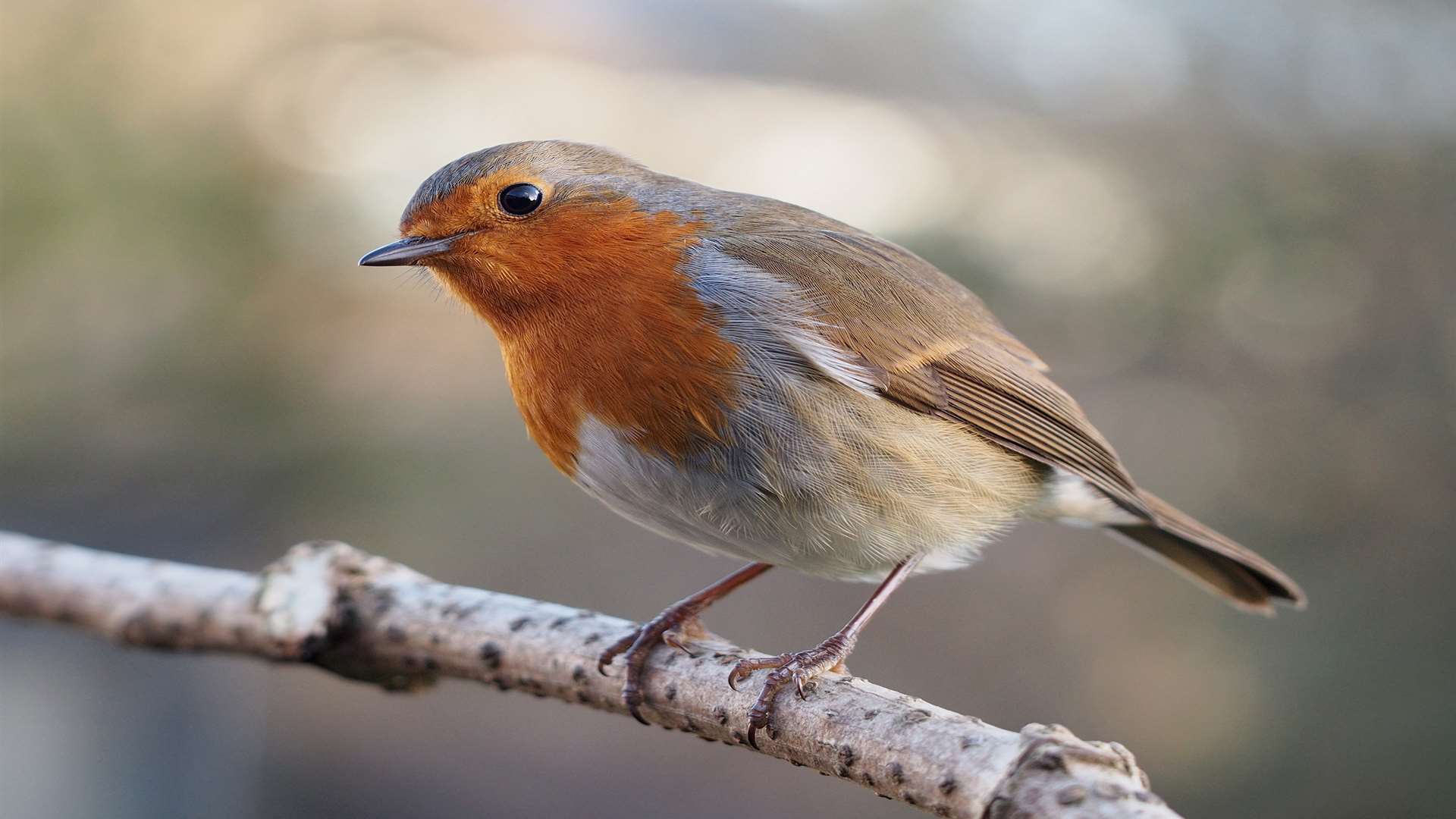 A robin spotted on last year's Migration Day at Samphire Hoe