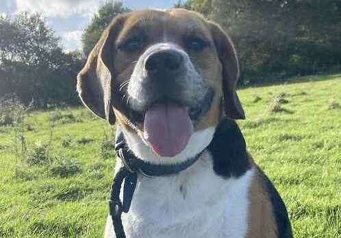 Jake the beagle. Picture: Last Chance Animal Rescue