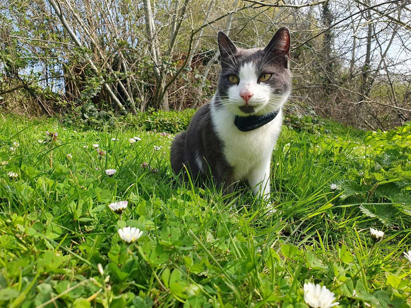 A committed wanderer, Griffin has managed to stray as far as Herne Bay. Picture: Alice Evans