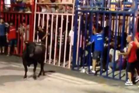 The gate is closed behind Peter - away from the bull