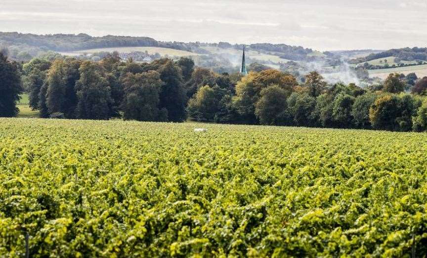 The Simpsons Wine Estate in the Elham Valley