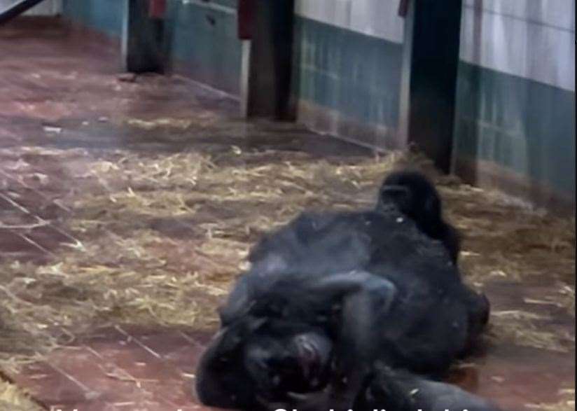 Baby gorilla Kumbi could be seen clinging to his dead mother at Howletts near Canterbury. Picture: Damian Aspinall/Instagram