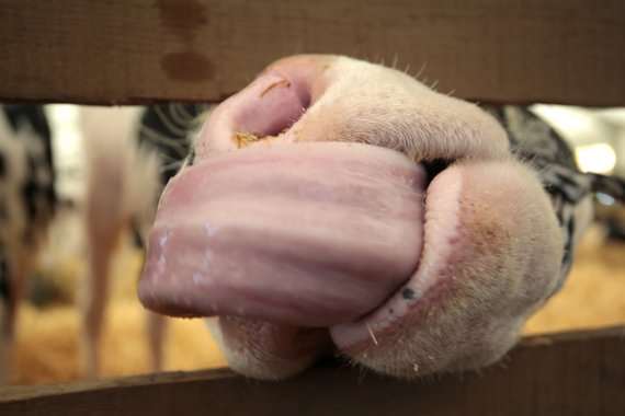 A cow at the Kent County Show Picture: Martin Apps