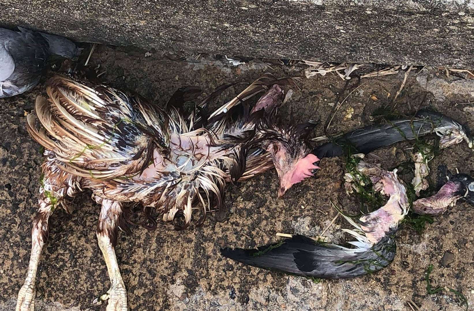 Mrs Zaunekker found the mutilated birds whilst out with her children