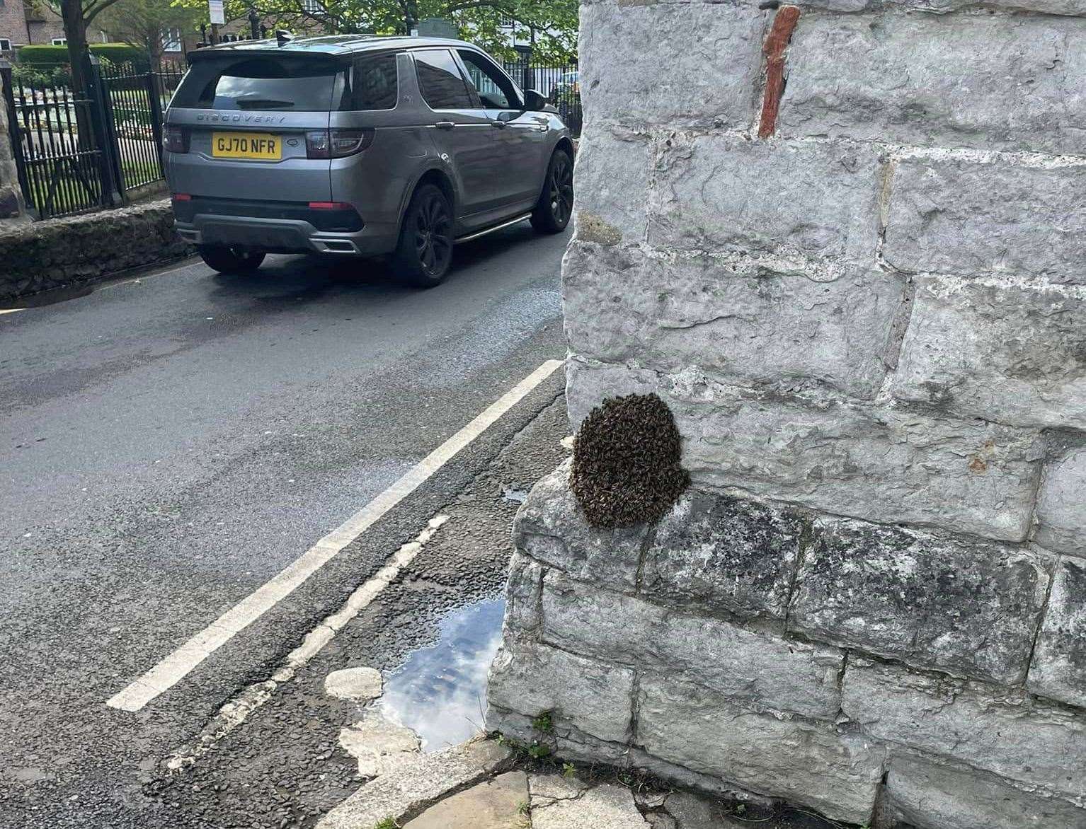 The swarm of bees at Westgate Towers in Canterbury. Picture: Michael Cox