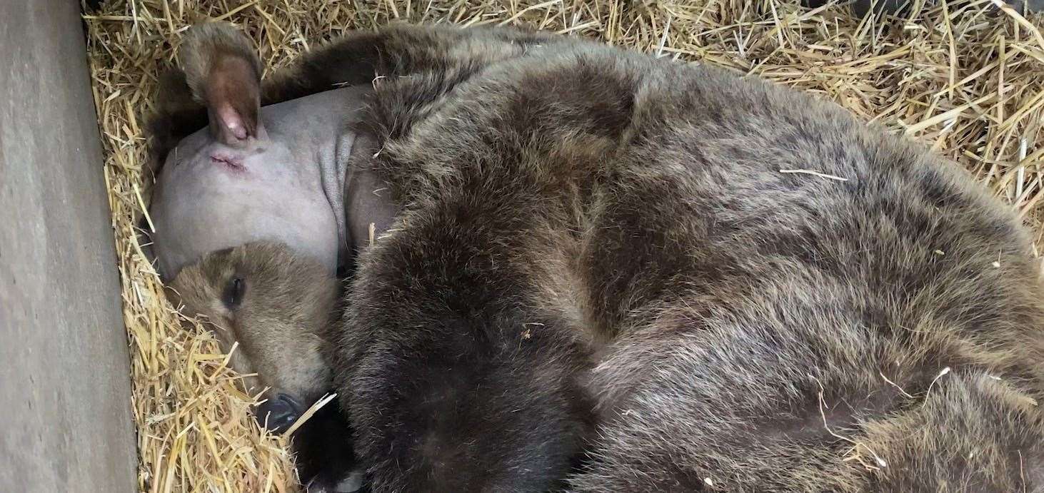 Boki's surgery left him feeling tired after more than five hours on the operating table. Picture: The Wildwood Trust