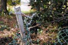 Barbed wire at Coldblow Woods