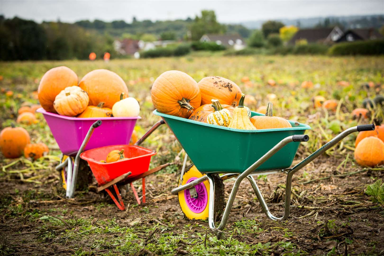 Pumpkin Moon returns for a pick you own pumpkin event this October, including the half term and Halloween weekend. Picture: Matthew Walker