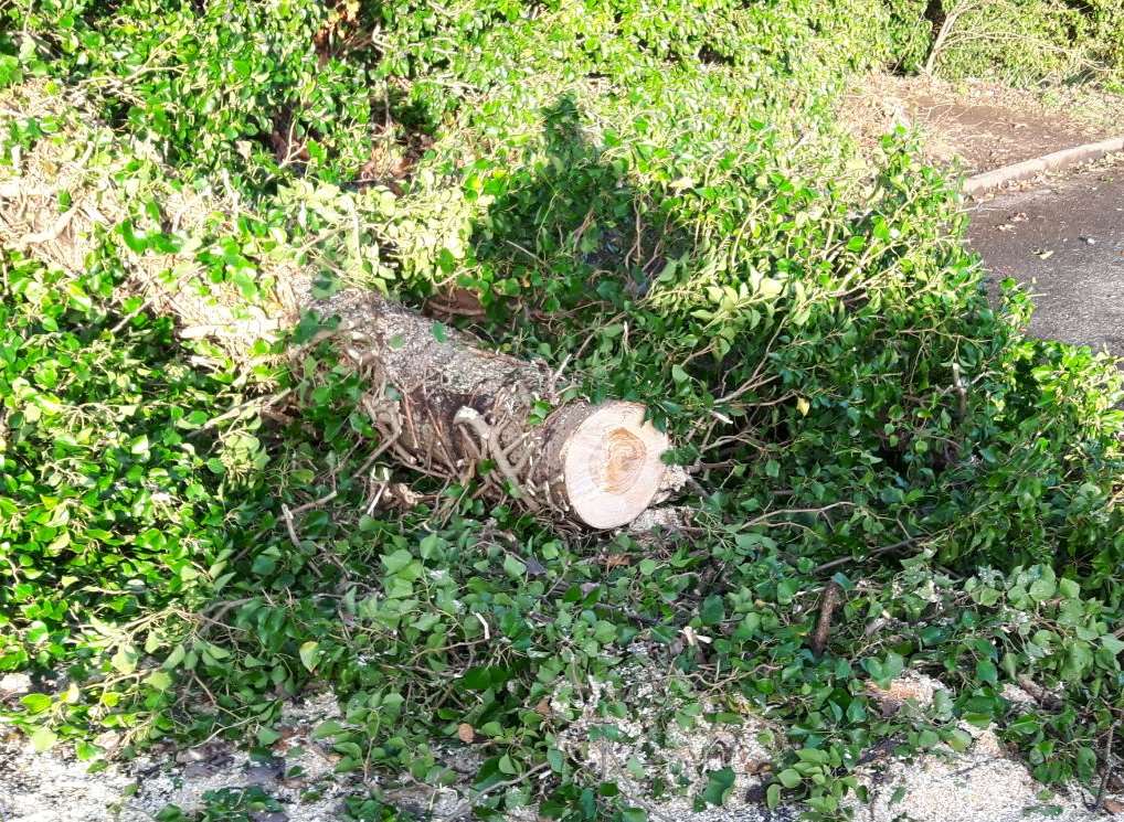 The tree was blown down by strong winds, hitting a car windscreen