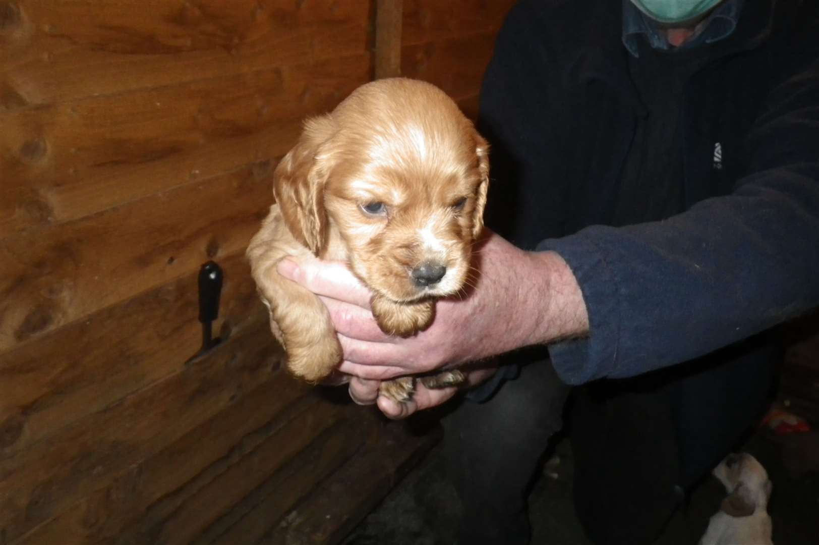 One of the puppies rescued from properties in Meopham. Picture: RSPCA