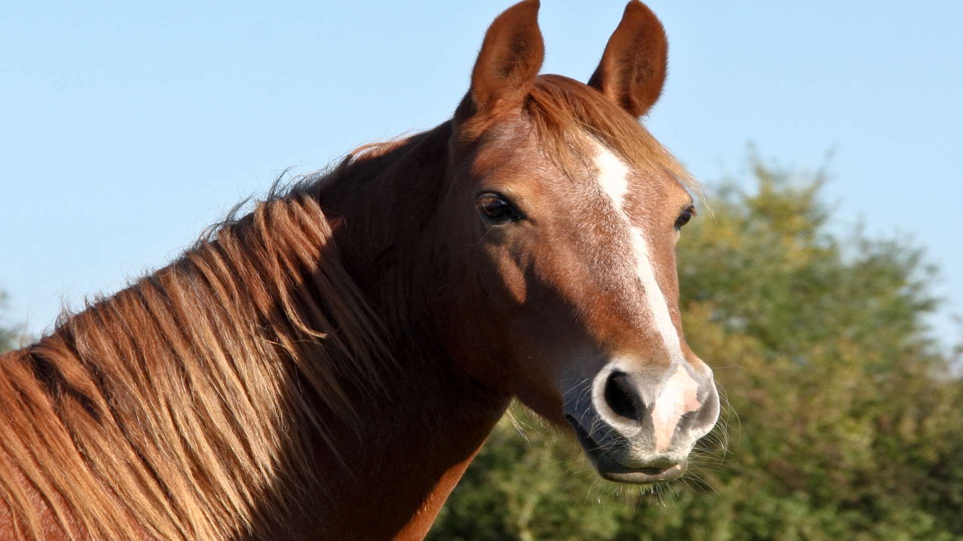 A horse which was walking along a road fell into a swimming pool. Stock image