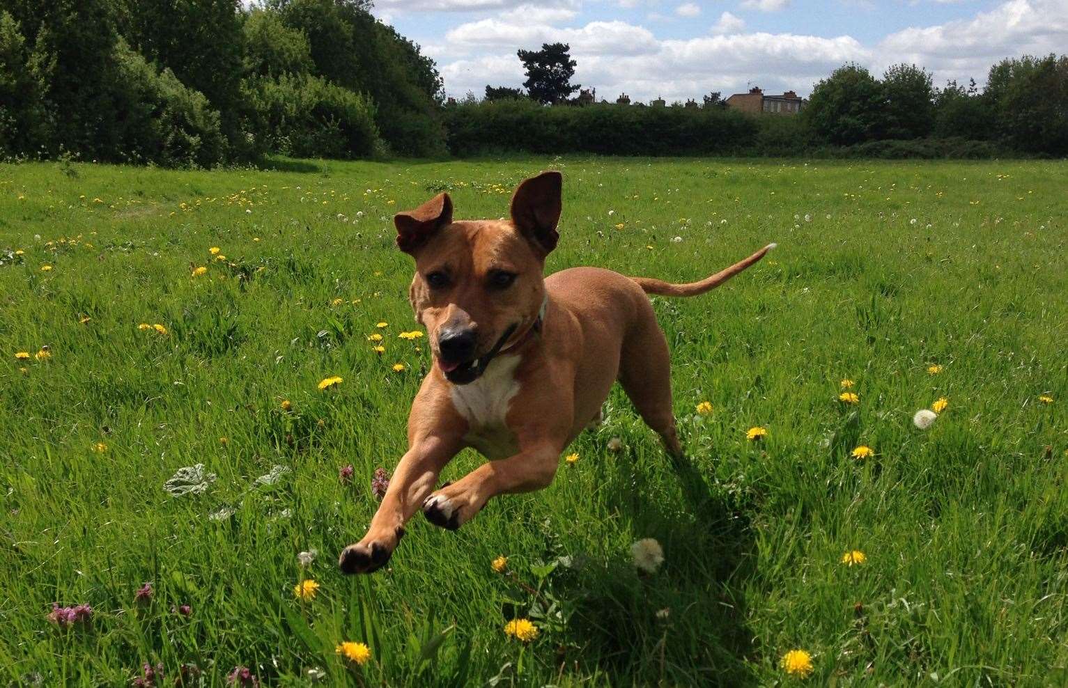 Just like humans, our pets need frequent stops for water, toilet breaks and to stretch their legs. Picture: Blue Cross