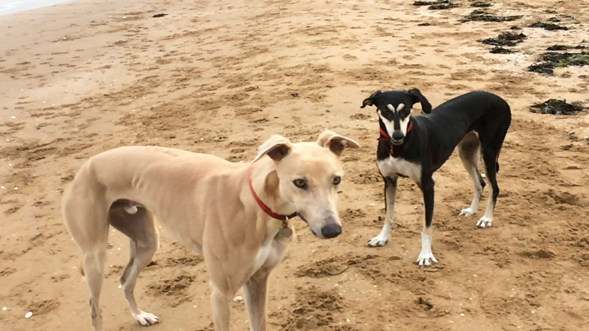 Kate Harris' dog Gypsy and friend Kai on Palm Bay Beach